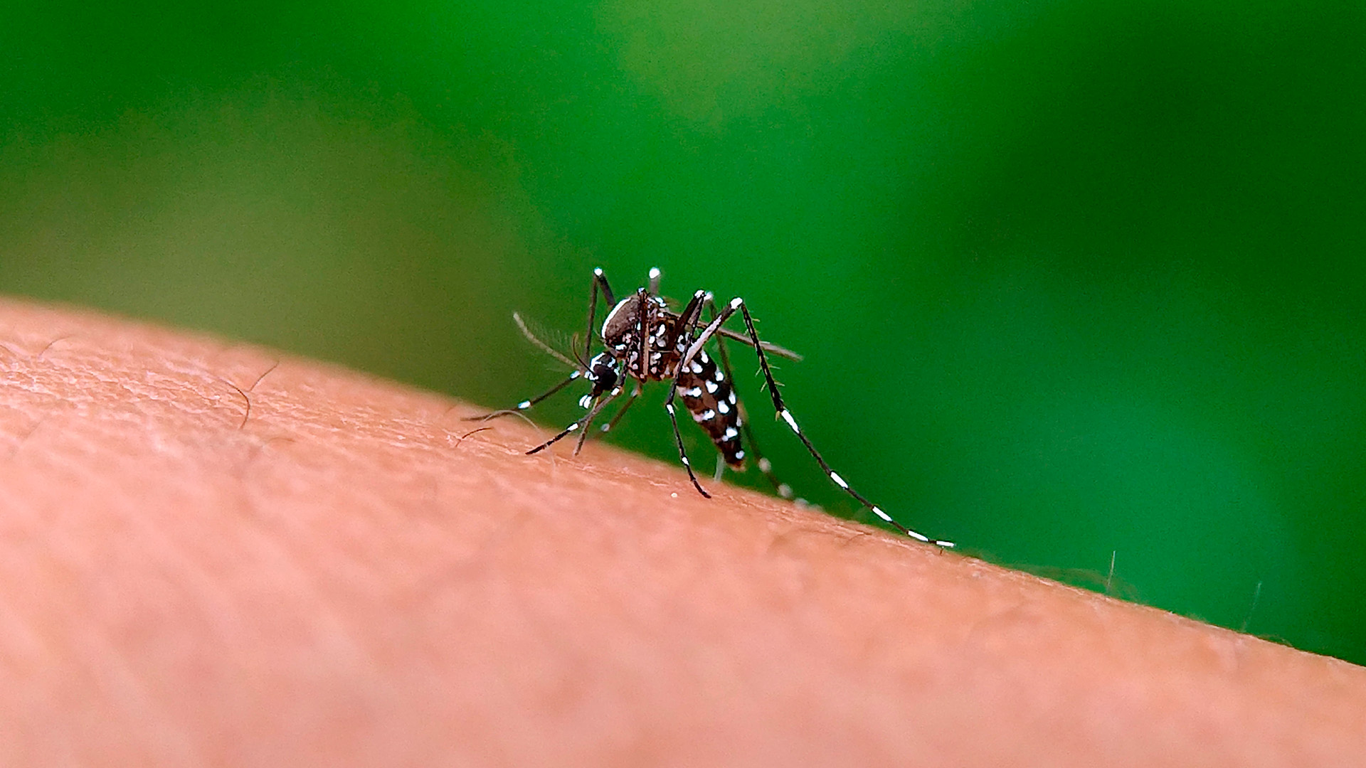 Bactéria Asaia pode acelerar o desenvolvimento de mosquitos usados no combate à dengue